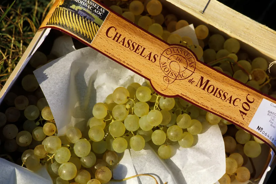 Grappes de chasselas, raisin typique de Moissac