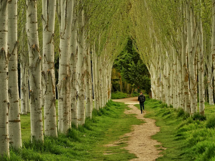 Un pèlerin marchant sur le chemin de Compostelle